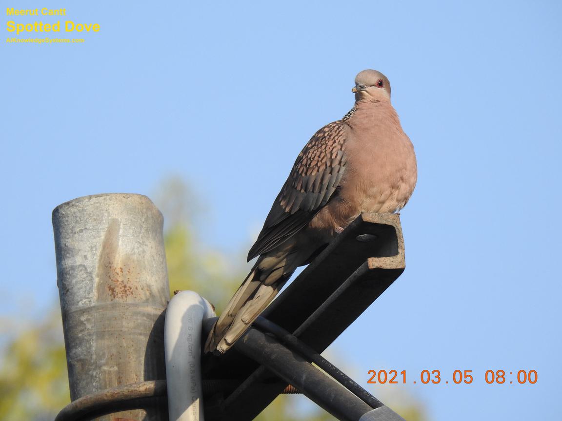 Dove Spotted (105) Coming Soon